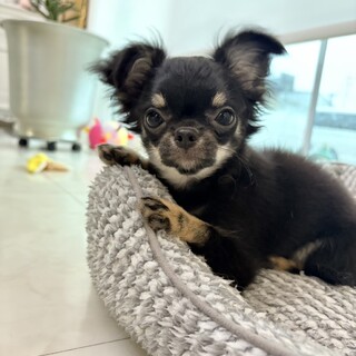 小顔のイケメン王子、マートくん