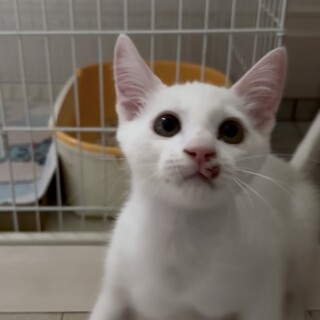 人慣れ済み！即、甘えてくるイケメン白ねこくん4ヶ月
