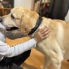 穏やかな時間を一緒に。9歳ラブラドールの【チャロ】 サムネイル1