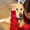 穏やかな時間を一緒に。9歳ラブラドールの【チャロ】 サムネイル3