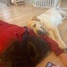 穏やかな時間を一緒に。9歳ラブラドールの【チャロ】 サムネイル4