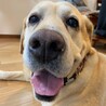 穏やかな時間を一緒に。9歳ラブラドールの【チャロ】 サムネイル7