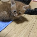 急募子猫里親募集
