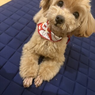 あまり吠えない穏やかな性格です!1歳2ヶ月マルプー
