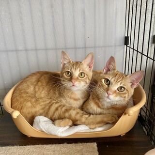 人馴れしているかわいい子猫 たんくん