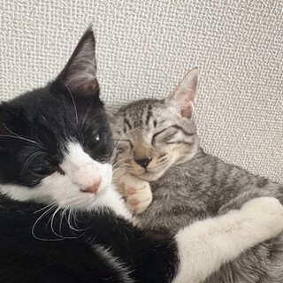甘えん坊のオス猫2匹