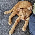 人なつっこくて甘えん坊、元気いっぱいなクレイくん