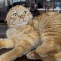 まだ怖がりの片足猫ローファーちゃん：普通に歩けます