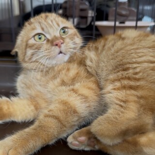 まだ怖がりの片足猫ローファーちゃん：普通に歩けます