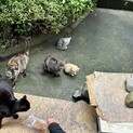 肉球はコーヒー豆！上目遣いの甘えん坊です！