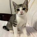 かわいいおめめ♡キジ白猫　ララちゃん