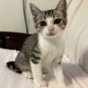 かわいいおめめ♡キジ白猫　ララちゃん