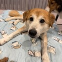 散歩大好き！おっとりマイペースな秋田犬MIX仁くん