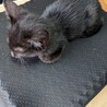 箱座りの子猫ちゃん