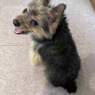 かわいいパルくんの募集を開始いたします。