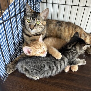 子育てを頑張った優しい梨花ママ
