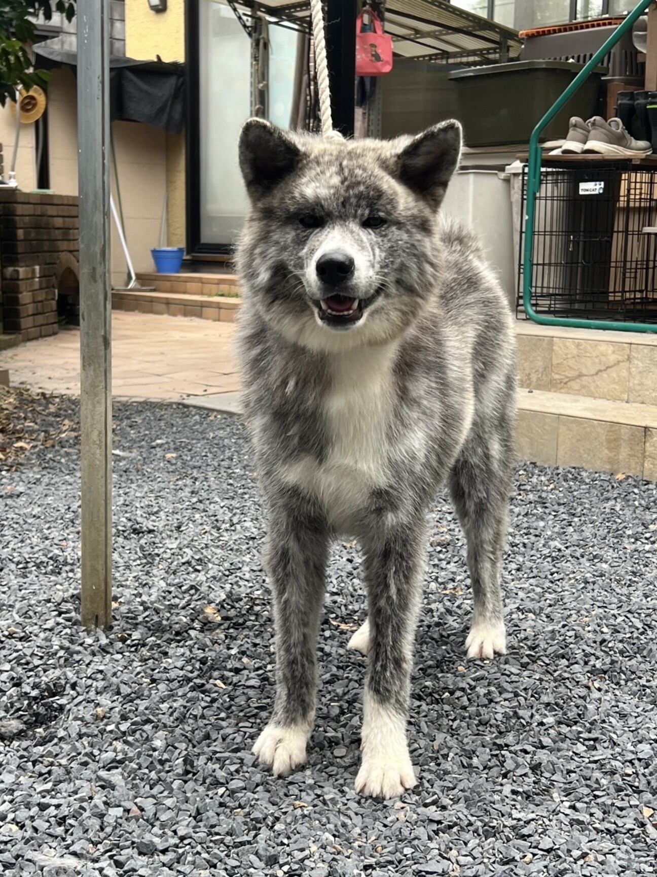 8ヶ月の秋田犬(虎毛)の」岐阜県 - 犬の里親募集(543448) 1枚目の