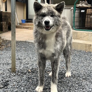 8ヶ月の秋田犬(虎毛)の」岐阜県 - 犬の里親募集(543448) 3枚目の