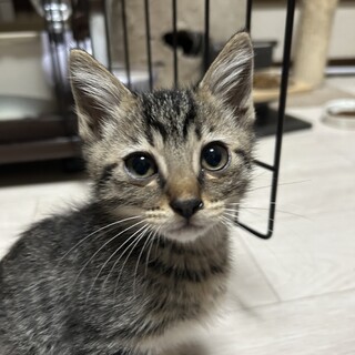 ママに大切に育ててもらった いくらくん