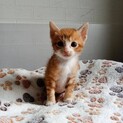2026年5月24日生まれの子猫①