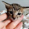 2026年5月24日生まれの子猫➁ サムネイル4