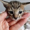 2026年5月24日生まれの子猫➁ サムネイル5