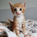 2026年5月24日生まれの子猫③