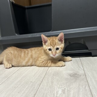 ママ猫に大切に育ててもらった たいくん