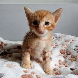 2026年5月24日生まれの子猫④