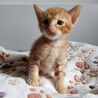 2026年5月24日生まれの子猫④ サムネイル2