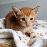 2026年5月24日生まれの子猫④ サムネイル3