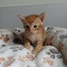 2026年5月24日生まれの子猫④ サムネイル4