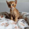 2026年5月24日生まれの子猫④ サムネイル5