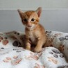 2026年5月24日生まれの子猫④ サムネイル6