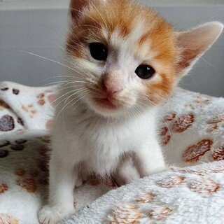 2026年5月24日生まれの子猫⑤