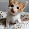 2026年5月24日生まれの子猫⑤ サムネイル2