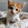 2026年5月24日生まれの子猫⑤ サムネイル3