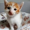 2026年5月24日生まれの子猫⑤ サムネイル4