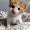 2026年5月24日生まれの子猫⑤ サムネイル5