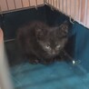 保護したばかりのモネちゃんです。