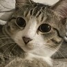 保護にゃんにゃん