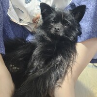 クロまめ