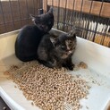 サビ柄ちゃん