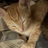 お手玉6兄弟(きぃくん) サムネイル3