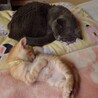 お手玉6兄弟(きぃくん) サムネイル4