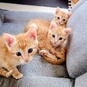 お手玉6兄弟(きぃくん) サムネイル5