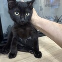 めっちゃ甘えん坊の黒猫リマちゃん