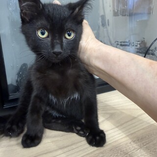 めっちゃ甘えん坊の黒猫リマちゃん
