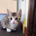 お手玉6兄弟(たろう)