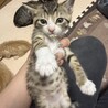 お手玉6兄弟(たろう) サムネイル2